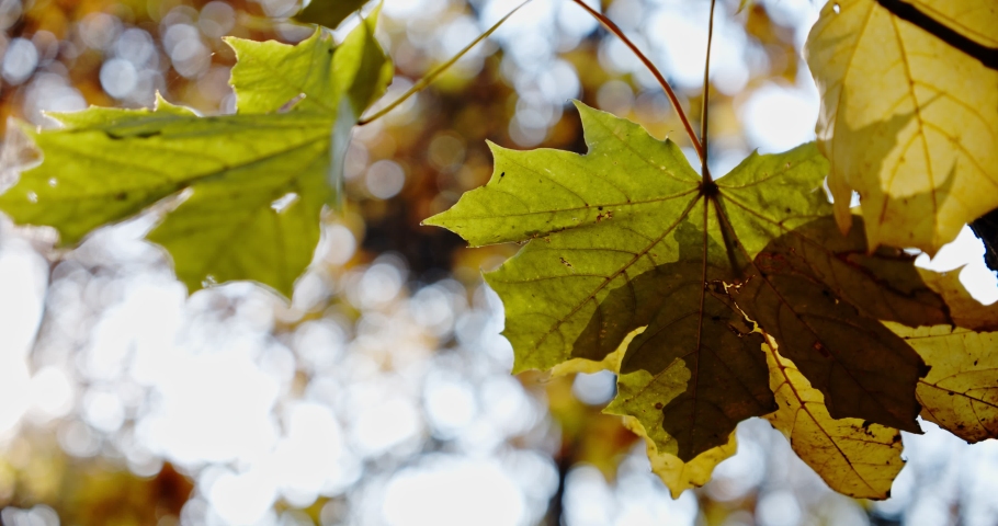 Autum colors below a tree of maple leaf. Close up