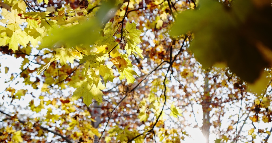Autum colors below a tree of maple leaf. Midle shot