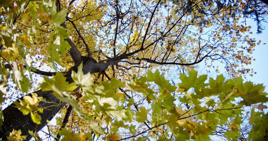 Autum colors below a tree of maple leaf. Tree is taken from below. Close up