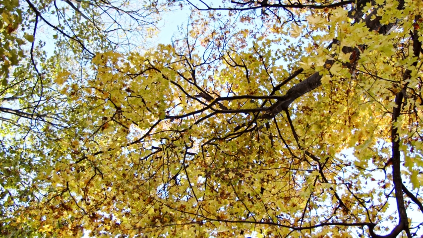 Leaves fall extra slow motion. Autum colors below a tree of maple leaf. Close up
