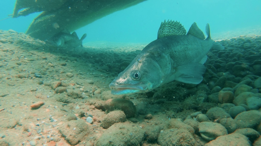 baitcaster walleye