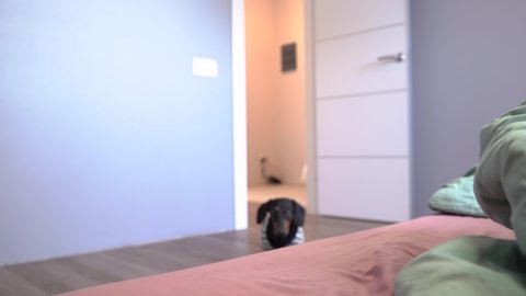 Cute black and tun dachshund comes into the room, set paws on the bed and looks attentively right to the camera. Adorable little dog at home, wearing pretty striped t-shirt.