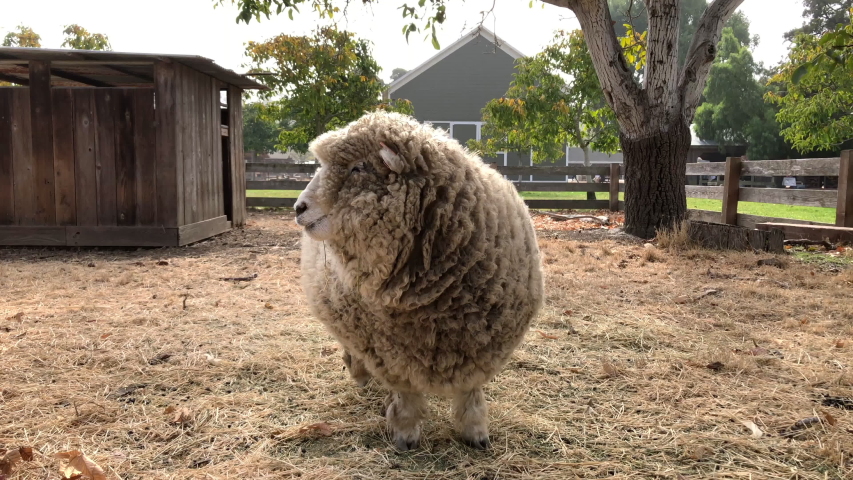 4K HD video of one shaggy sheep with thick woolen fleece, eating, chewing cud looking around. Sheep shearing usually occurs in the spring when the weather warms up.