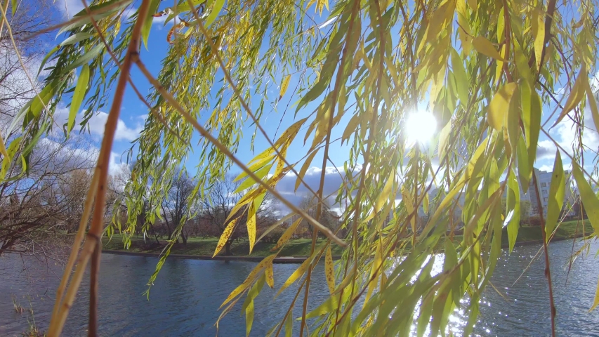 Back sun in willow branches on the shore of a pond in a city park