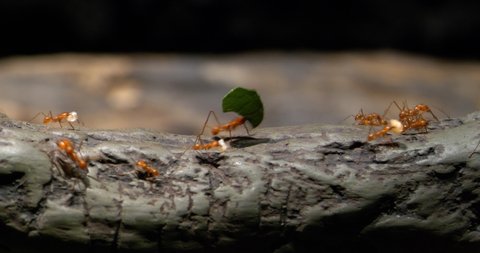 4K - Colony of leaf-cutting ants on the trail