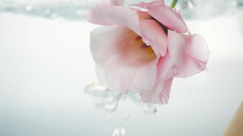 Wonderful soft pink rose immersed in crystal clear water. Large bubbles of air float near the flower. Close up view of nice flower. Fresh plant in purified liquid spa procedure.