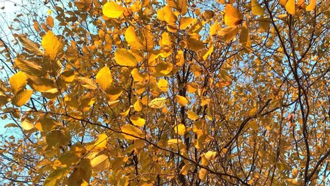 yellow autumn leaves of a hornbeam tree, Carpinus sway in the wind, concept of seasonal changes in nature