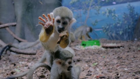Small funny squirrel monkeys jumping, playing together. Exotic animal, primate and wildlife concept