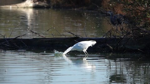 Great blue heron chases great egret away in slow motion video