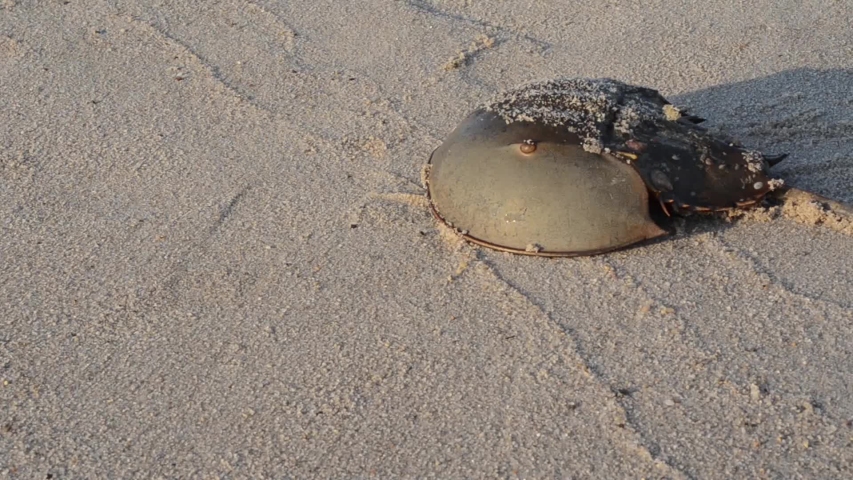 Horseshoe crab, Limulus poliphemus, Limulus, back side, merostoma, seashore, water, waves,  sea, Delaware bay, Delaware, USA