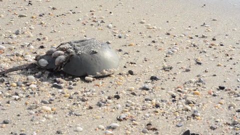 Horseshoe crab, Limulus poliphemus, Limulus, back side, merostoma, seashore, water, waves,  sea, Delaware bay, Delaware, USA