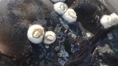 Barnacles on the shell of Horshoe crab