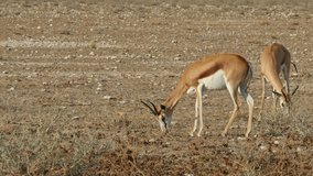 Springbok antelopes (Antidorcas marsupialis) feeding in natural habitat