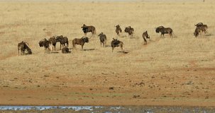 Herd of black wildebeest (Connochaetes gnou) in grassland