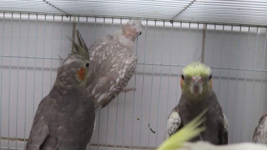 cocktail grey parrot