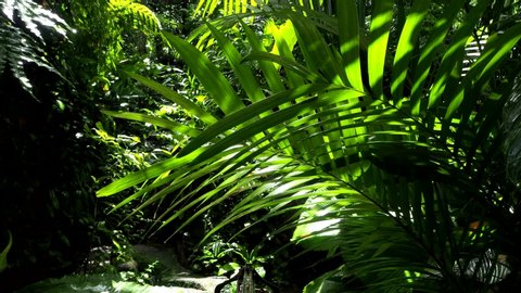 Tropical fertile forest that consists of many species of plants.