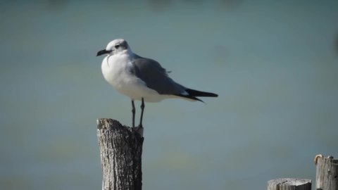 Funny seagull bird standing on a wooden pole by the sea looking around