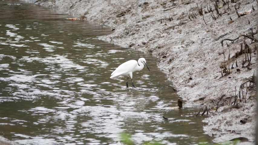 Little egret (Egretta garzetta) fishing, captured in the Tarakan, Indonesia. White Little Egret Catching Fish In River Pond.