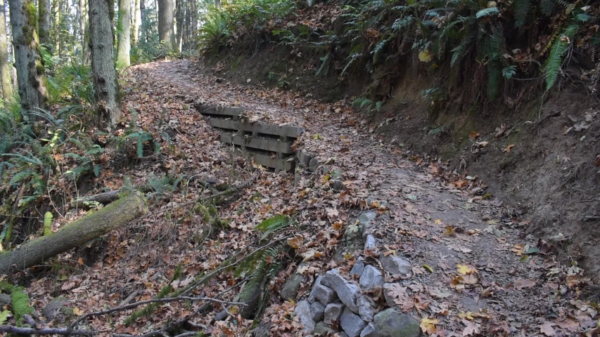 A hiker walks up a section of Wildwood trail in Forest Park, Portland, Oregon USA,  and disappears in the woods. Fall Leaves cover the path.