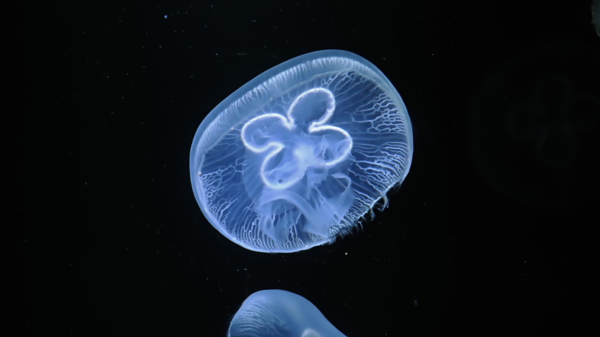 Glowing Jellyfish floating image - Free stock photo - Public Domain ...