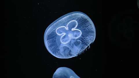 Close up of Jelly blubber jellyfish (Blue blubber jellyfish or Catostylus mosaicus) slow moving underwater on black background