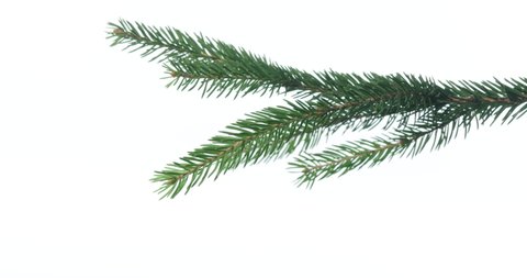 Fir Branches Cone Isolated On White Stock Photo 175726856 | Shutterstock