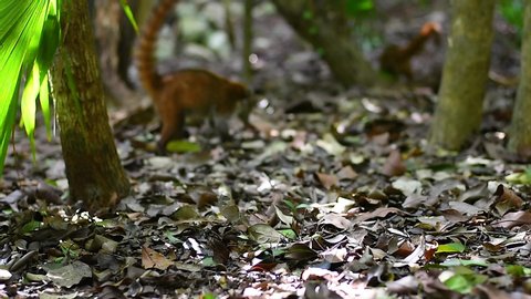 View of the tropical forest in Mexico, with a specimen of coati sniffing on the ground in search of food.