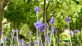 Purple flowers in the garden blooming nature landscape backgrounds