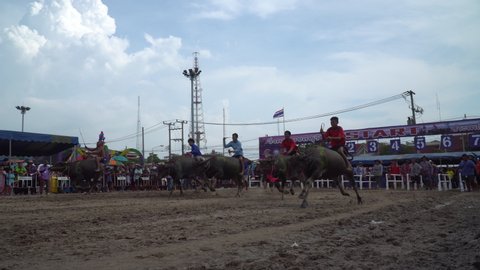 CHONBURI,THAILAND-2019, OCTOBER 12: Buffalo racing festival in Thailand. Every year, farmer will bring buffalo to race for fun before farming season. Culture of farmer in CHONBURI, THAILAND.