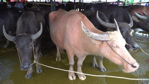CHONBURI,THAILAND-2019, OCTOBER 12: Buffalo racing festival in Thailand. Every year, farmer will bring buffalo to race for fun before farming season. Culture of farmer in CHONBURI, THAILAND.