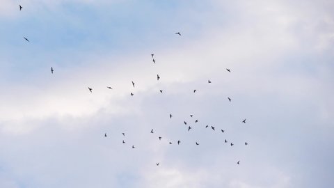 Slow speed motion camera pan scene on swarm of swifts flying scattered on  grey cloudy sky in evening, chaotic pattern of bird flock, immigration animal in nature environment