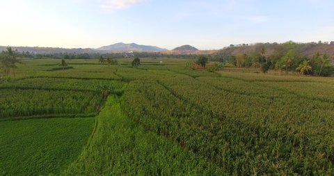 Drone fly over on green corn tree field in Sumbawa, young corn tree
