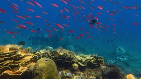 Blue tropical ocean, colorful reef and school of swimming red fish. Yellow corals, deep blue. Scuba diving on rich healthy reef, underwater video. Marine life, travel footage.