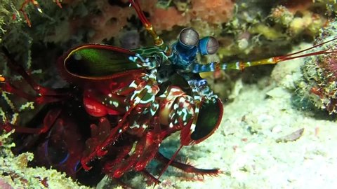 peacock mantis shrimp guarding its lair