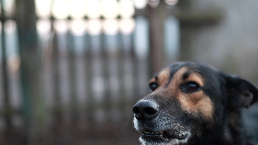 Vicious dog, evil dog,Barking enraged angry dog outdoors. The dog looks aggressive, dangerous. Angry and aggressive dog showing teeth  | Shutterstock HD Video #1040710445