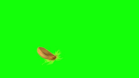 4K. Flying Golden Feather. Green Screen. Seamless Looping. 3D Animation. Ultra High Definition. 3840x2160.