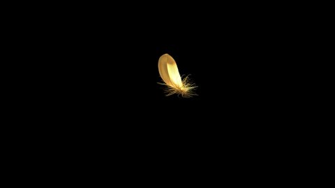 4K. Flying Golden Feather On Black Background. Seamless Looping. 3D Animation. Ultra High Definition. 3840x2160.