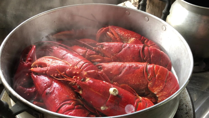 Big red lobsters are very hot steaming in the silver pot.