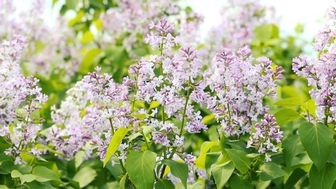 bushes of a blossoming lilac . Spring lilac background. Lilac flowers waver
