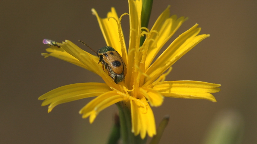An orange beetle with one black dot on chitinous coating sits on yellow flower. Macro leaf beetle 