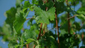 Close up of a branch of ripe grapes under raindrops. Heavy rain on vineyard. Irrigation of grape tree . Beautiful stock footage for wine commercial . Shot on ARRI ALEXA Cinema Camera in slow motion .