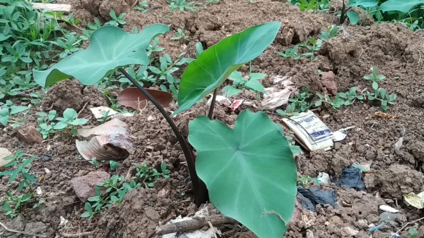 Taro plants are widely planted in Southeast Asia.