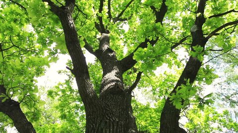 Vertical panoramic scene of oak tree. Bottom view of beautiful nature scene in sunny day. Great hd footage 1920x1080 
