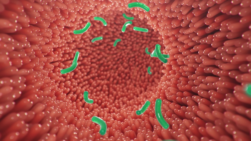 Intestinal villi with bacteria and viruses. Microscopic villi, capillaries for digestion and absorption of food. Human intestine. Concept of a healthy or diseased intestine. Loop 4k, 3D Animation Royalty-Free Stock Footage #1040728031