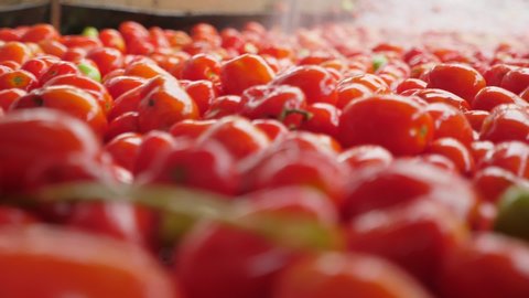 Cheerful view of shower water covering spanking tomatoes moving on a conveyor line in a tomato processing plant indoors. It looks healthy and inspiring.