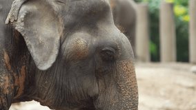 Close-up zoom of Elephant Eye while The elephant is moving his head. footage video b-roll scene 4k.
