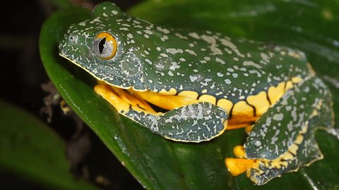 Amazon Leaf Frog Cruziohyla Craspedopus Stock Footage Video 100 Royalty Free Shutterstock