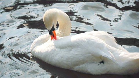 mute swan (cygnus olor) preening feathers while swimming (graded)