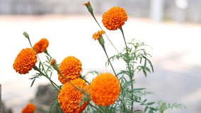 beautiful marigold flowers stock video