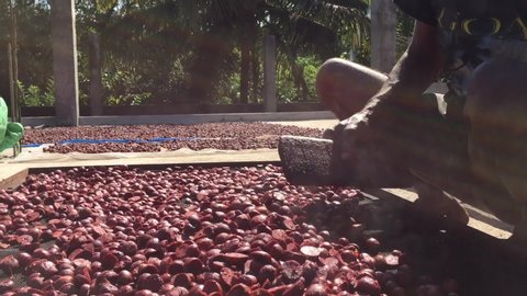 Areca Nut /Betel Nut Processing video